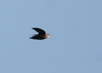 Chimney Swift - Chaetura pelagica