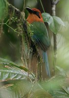 Broad-billed Motmot - Electron platyrhynchum