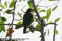Golden-naped Barbet - Megalaima pulcherrima