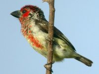 Vieillot's Barbet - Lybius vieilloti