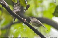 Eye-ringed Tody-Tyrant - Hemitriccus orbitatus