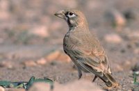 Thick-billed Lark - Ramphocoris clotbey