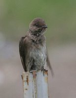 Northern Rough-winged Swallow - Stelgidopteryx serripennis