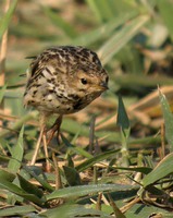 Red-throated Pipit - Anthus cervinus