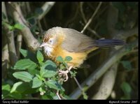 Tawny-bellied Babbler - Dumetia hyperythra