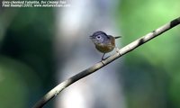 Gray-cheeked Fulvetta - Alcippe morrisonia