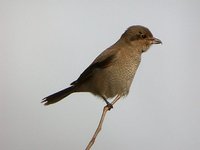 Northern Shrike - Lanius excubitor