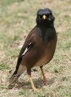 Common Myna - Acridotheres tristis