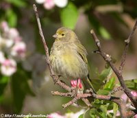 Syrian Serin - Serinus syriacus