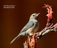 Slaty Flowerpiercer - Diglossa plumbea