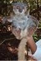 Randrianasoli's Sportive Lemur - Lepilemur randrianasoli