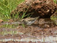 Temminck's Stint (Mosnäppa) - Calidris temminckii