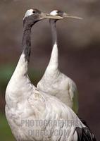 Red Crowned Cranes , Marwell Zoo , Hampshire , England stock photo