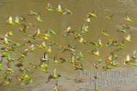 Lillians ( Nyasa ) Lovebirds taking off from river bank stock photo