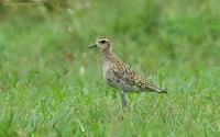 Pacific-Golden-Plover