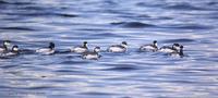 검은목논병아리 Eared Grebe Podiceps nigricollis