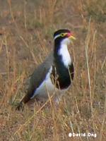 Banded Lapwing