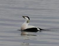 Common Eider (Somateria mollossima)