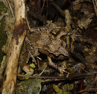 : Leiopelma hamiltoni; Hamilton's Frog