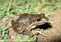 : Leptodactylus latinasus