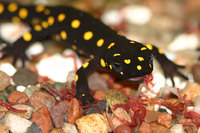 : Neurergus strauchii strauchii; Strauch's Spotted Newt