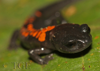 : Pseudoeurycea bellii; Bell's False Brook Salamander