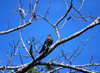 : Falco newtoni; Madagascar Kestrel