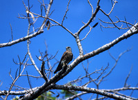 : Falco newtoni; Madagascar Kestrel