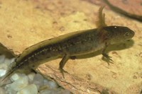 : Triturus carnifex