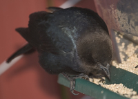 : Molothrus ater; Brown-headed Cowbird