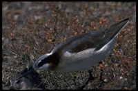 : Phalaropus tricolor; Wilson's Phalarope