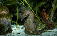 : Hippocampus erectus; Lined Seahorse