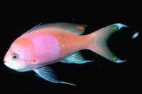 : Pseudanthias pleurotaenia; Squre-sided Anthius