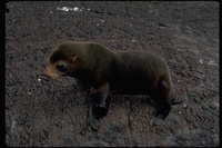 : Arctocephalus sp.; Fur Seal