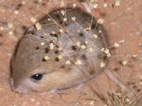 : Desmodillus auricularis; Short-eared Gerbil