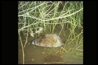 : Ondatra zibethicus; Muskrat