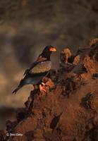 : Terathopius ecaudatus; Bateleur Eagle