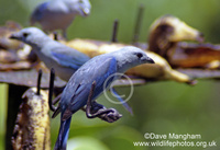 : Thraupis episcopus; Blue-gray Tanager