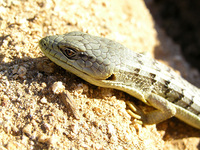 : Elgaria multicarinatus; Alligator Lizard