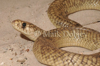 : Naja haje haje; Egyptian Cobra