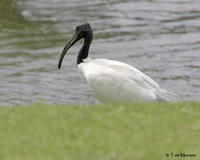 Black-headed Ibis