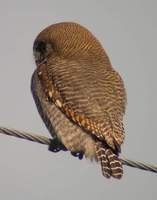 Jungle Owlet (Glaucidium radiatum) 2005. január 8. Ramnagar