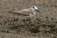 Juvenaile Kentish Plover