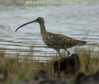 알락꼬리마도요 Far Eastern Curlew