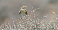 Red-capped Lark Calandrella cinerea