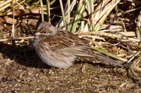 Pine Bunting Photograph by Mark Breaks