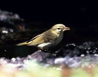 メボソムシクイ Arctic Warbler Phylloscopus borealis