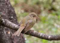 Yellow-streaked Warbler (Phylloscopus armandii)