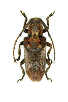 Pterolophia annulata