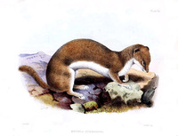 mustela.stoliczkana